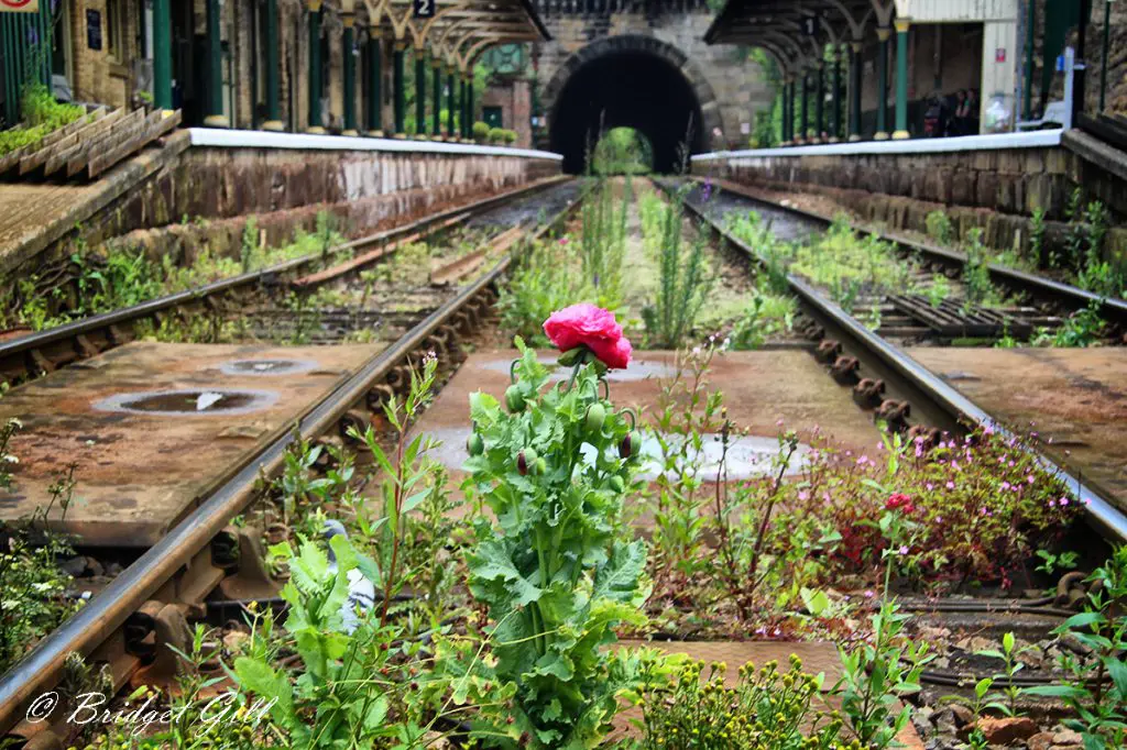 Photographs by Bridget Gill 60