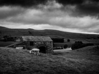 Black and white image of a sheep grazing on a hillside.