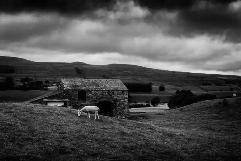 Black and white image of a sheep grazing on a hillside.