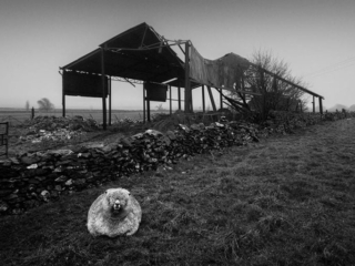 A black and white photo of a sheep in front of a barn.
