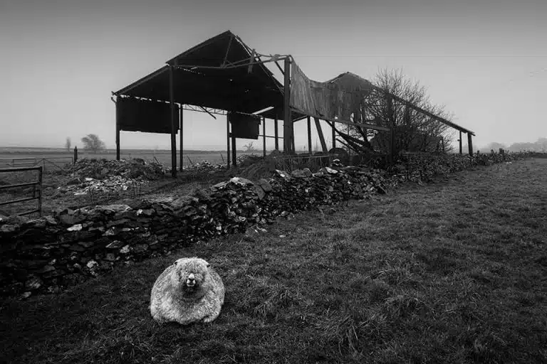 A black and white photo of a sheep in front of a barn.