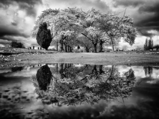 A black and white photo of trees reflected in a puddle.