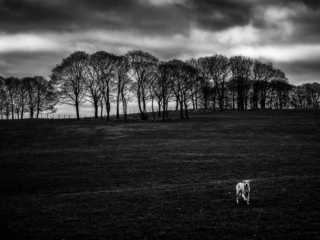 A black and white photo of a dog in a field.
