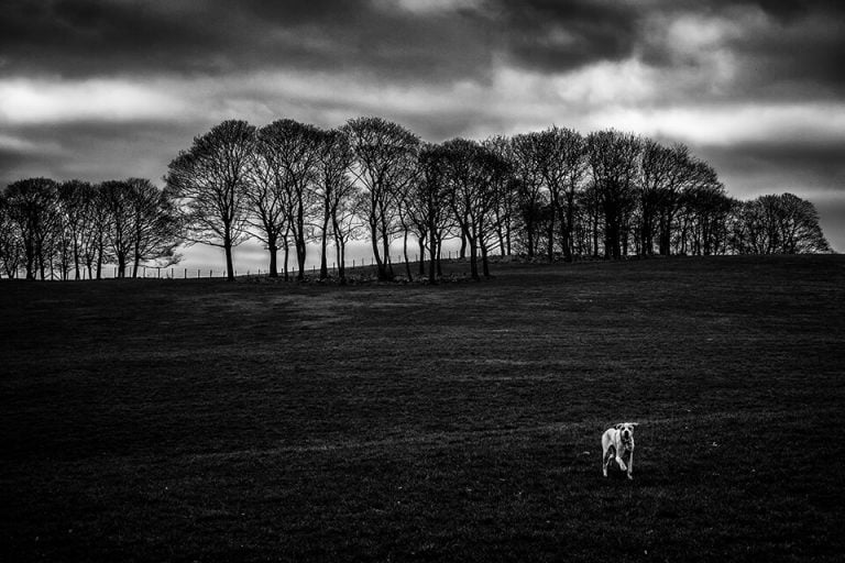 A black and white photo of a dog in a field.