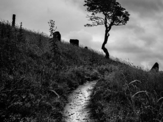 A black and white photo of a lone tree on a hill.