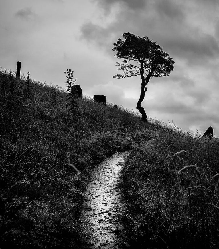 A black and white photo of a lone tree on a hill.