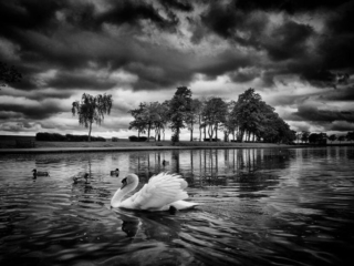 Black and white photo of a swan swimming in a lake.