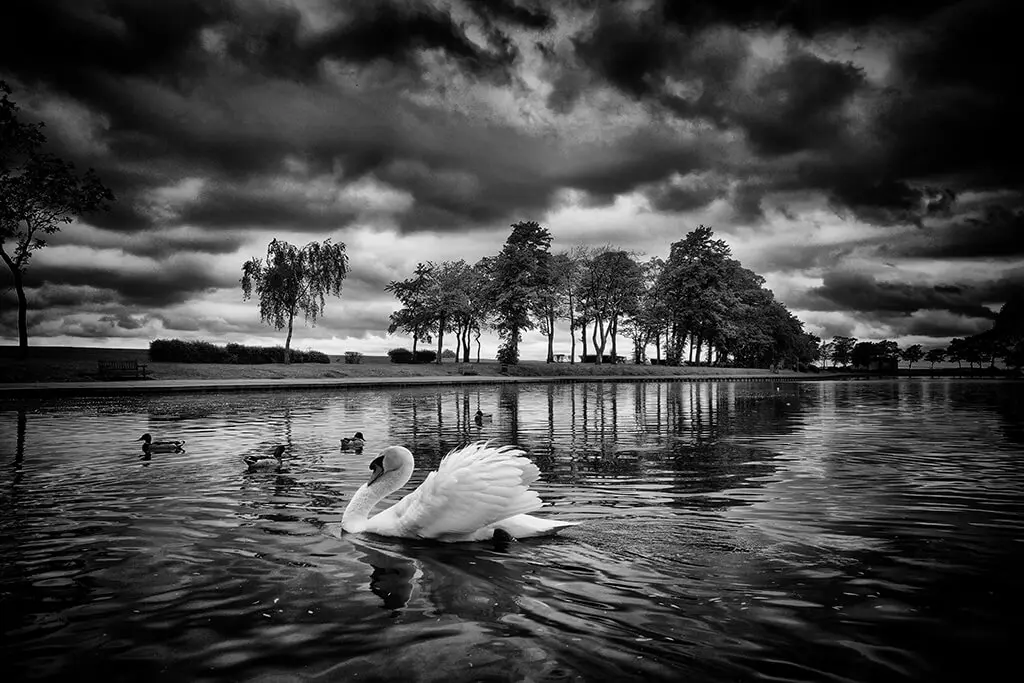 Black and white photo of a swan swimming in a lake.