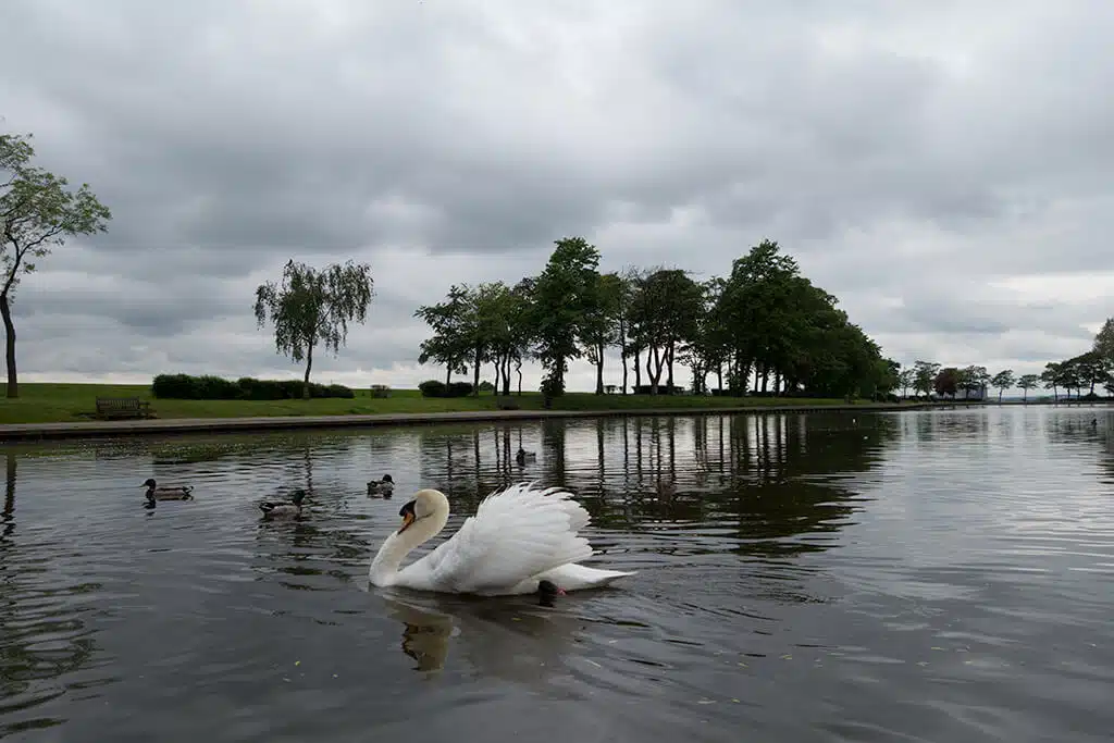 A swan is swimming in a body of water.