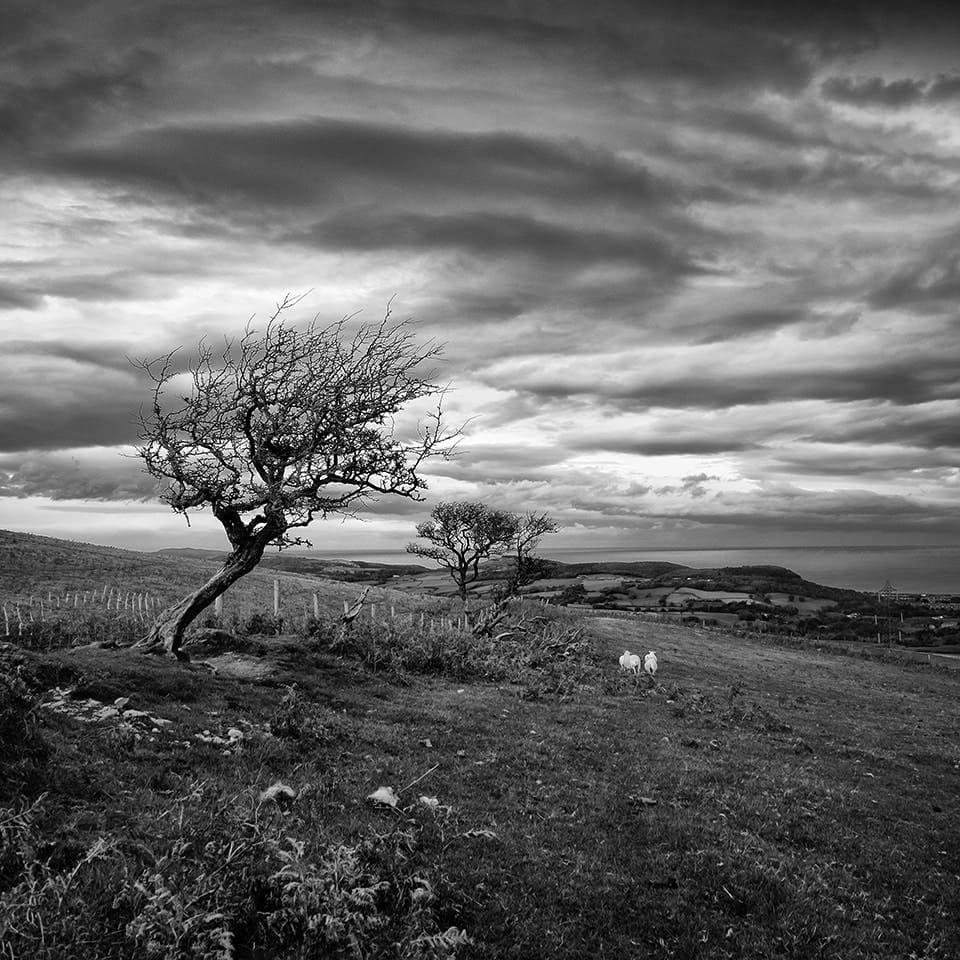 A windswept tree on a grassy hill under a cloudy sky, with two sheep grazing in the distance and a view of fields beyond.
