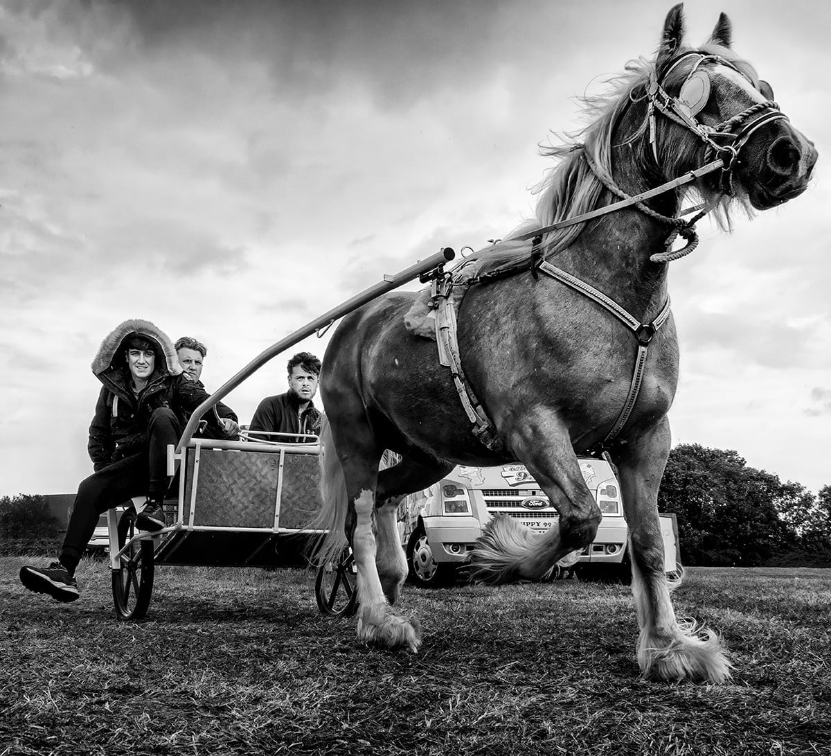 Traveller's horse pulling a trap