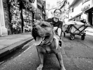 A woman kneels beside a large, panting dog on a busy cobblestone street. A wagon loaded with bags is visible in the background.