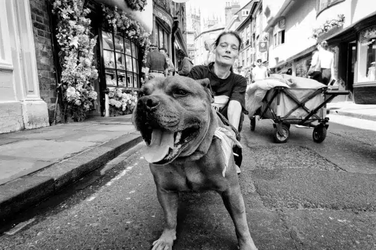 A woman kneels beside a large, panting dog on a busy cobblestone street. A wagon loaded with bags is visible in the background. A woman kneels beside a large, panting dog on a busy cobblestone street. A wagon loaded with bags is visible in the background.